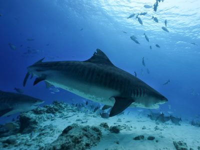 Maldivas_img034 Maldivas_img034